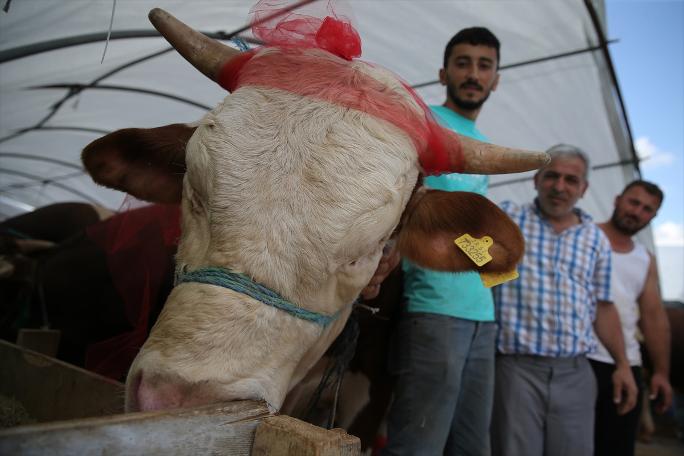 İstanbul'da kurban satışları başladı