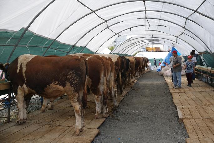 İstanbul'da kurban satışları başladı