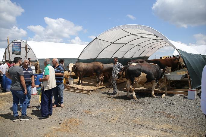 İstanbul'da kurban satışları başladı
