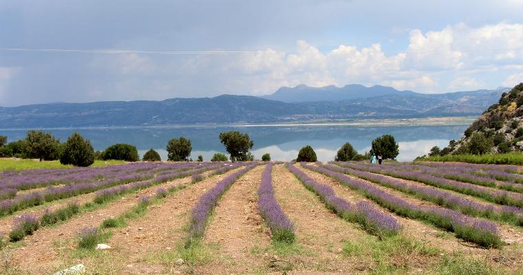 Lavanta Deresi yerli ve yabancı turistlerin ilgisini çekiyor
