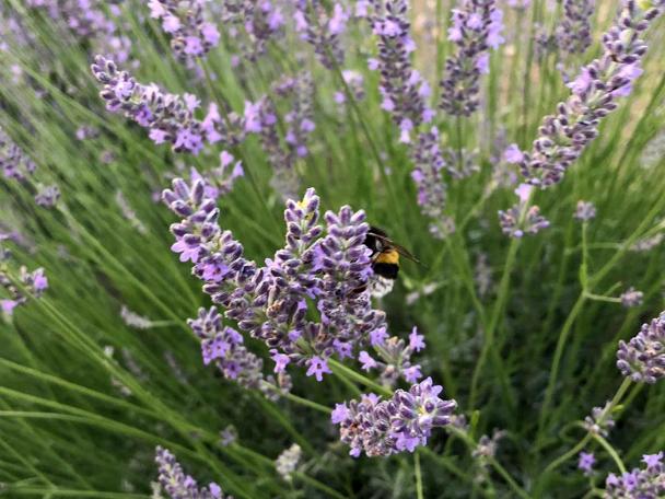 Lavanta Deresi yerli ve yabancı turistlerin ilgisini çekiyor