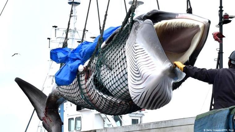 Japonya'da 33 yıl sonra ilk mezat: Balina etinin kilosu 140 dolardan satıldı