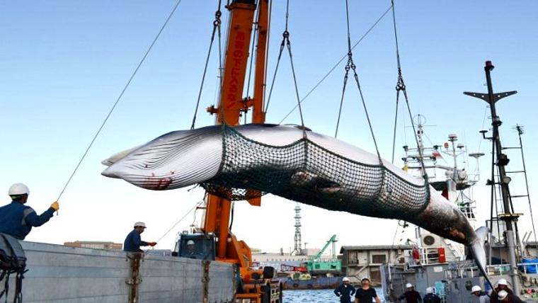 Japonya'da 33 yıl sonra ilk mezat: Balina etinin kilosu 140 dolardan satıldı