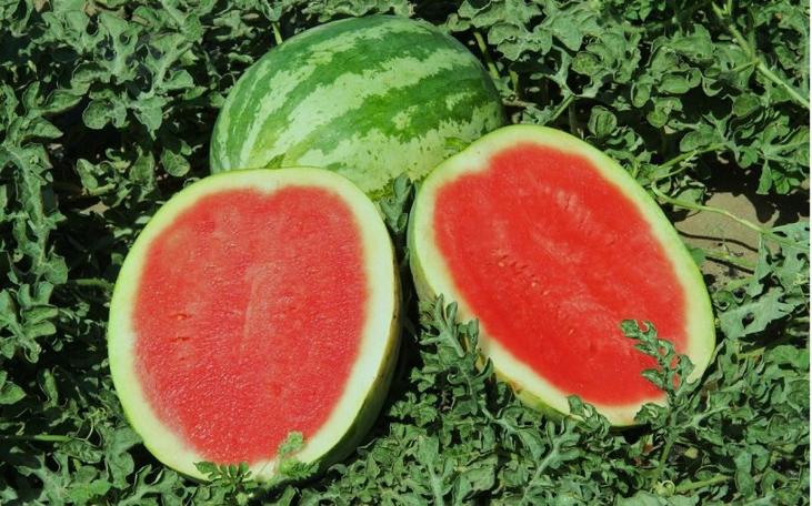 Karpuzun 8 önemli faydası! İki dilim karpuz tüketirseniz...