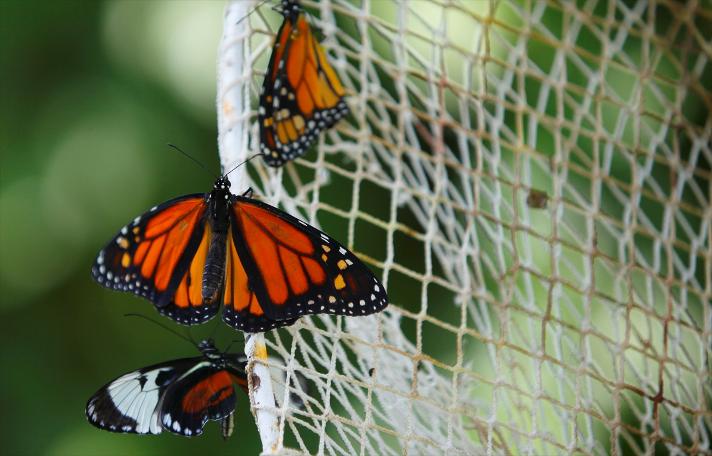 Kelebekler kanatlarını 1,5 milyon ziyaretçi için açtı