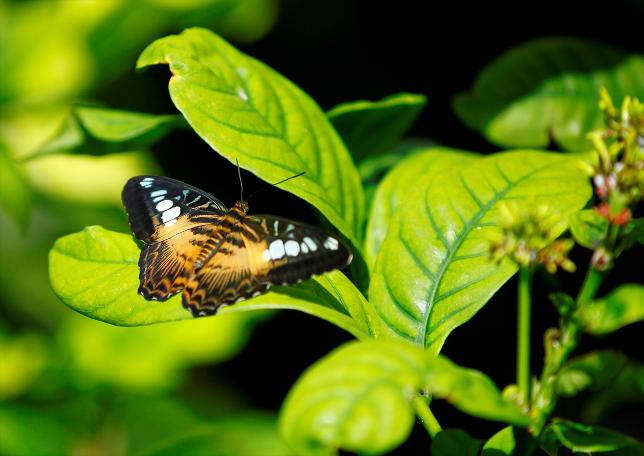 Kelebekler kanatlarını 1,5 milyon ziyaretçi için açtı