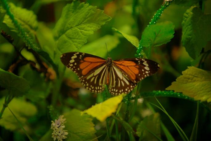 Kelebekler kanatlarını 1,5 milyon ziyaretçi için açtı