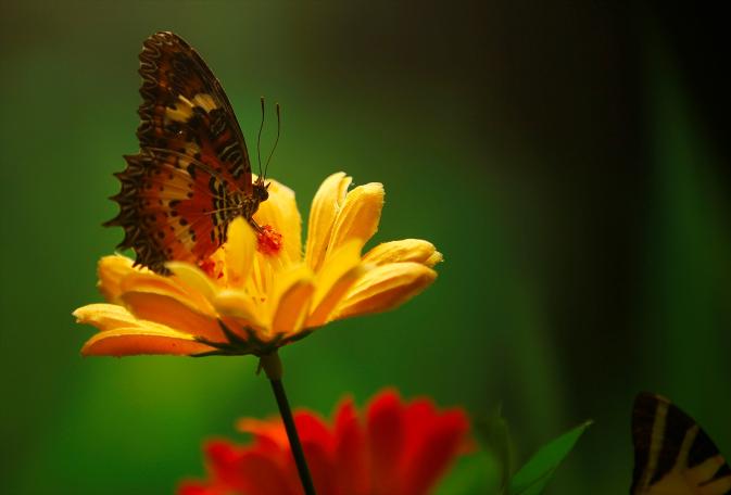 Kelebekler kanatlarını 1,5 milyon ziyaretçi için açtı