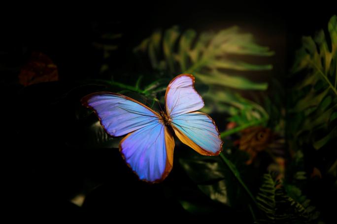 Kelebekler kanatlarını 1,5 milyon ziyaretçi için açtı