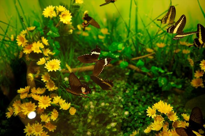 Kelebekler kanatlarını 1,5 milyon ziyaretçi için açtı