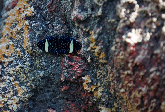 Kelebekler kanatlarını 1,5 milyon ziyaretçi için açtı