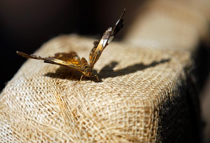 Kelebekler kanatlarını 1,5 milyon ziyaretçi için açtı