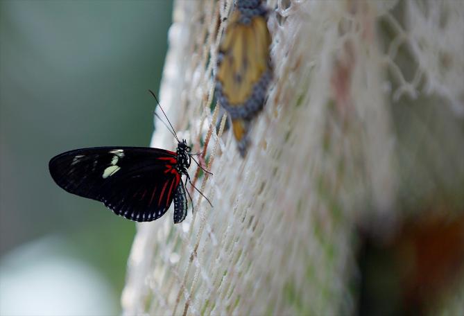Kelebekler kanatlarını 1,5 milyon ziyaretçi için açtı