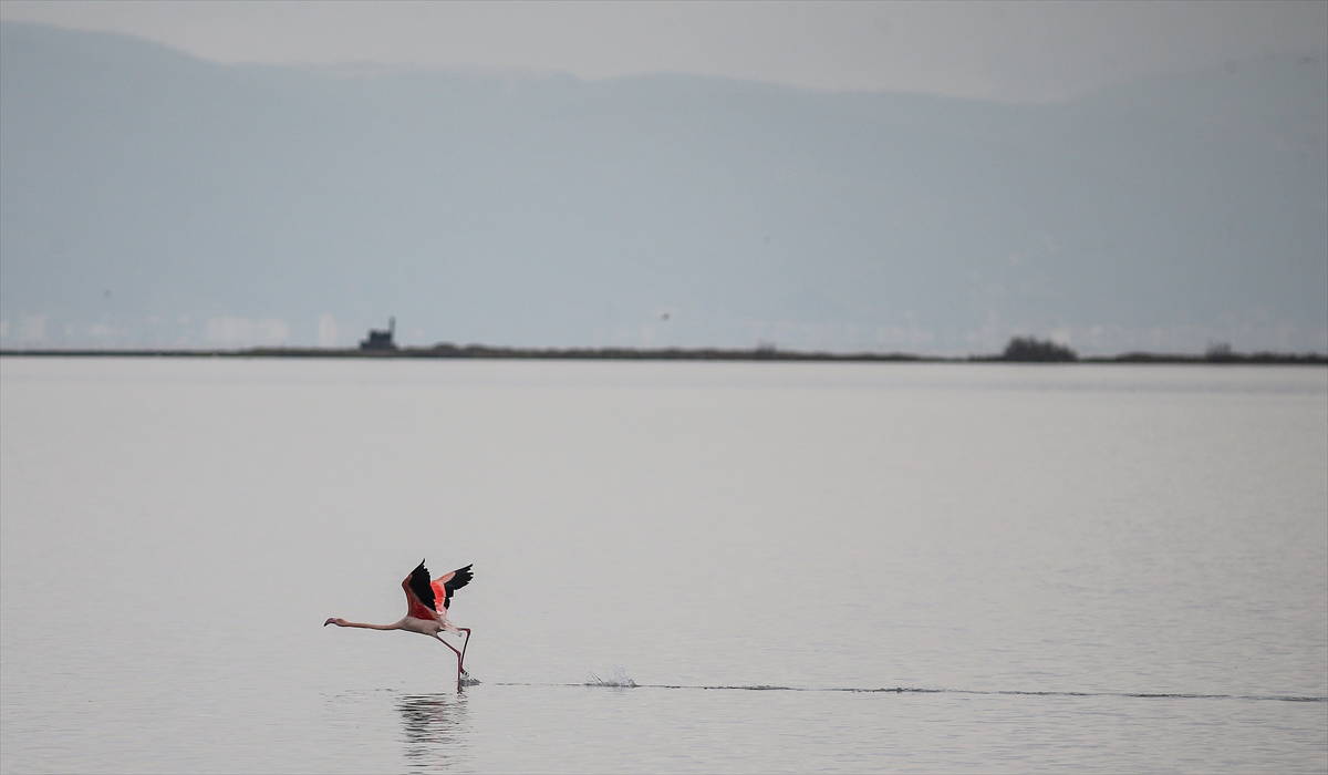 Hersek Kuş Cenneti flamingolarla bir başka güzel