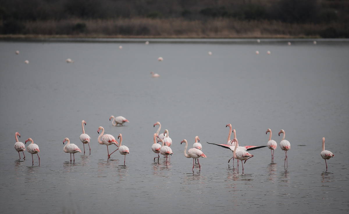 Hersek Kuş Cenneti flamingolarla bir başka güzel