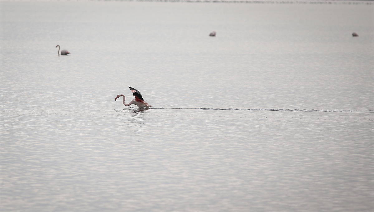 Hersek Kuş Cenneti flamingolarla bir başka güzel
