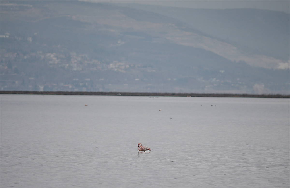 Hersek Kuş Cenneti flamingolarla bir başka güzel