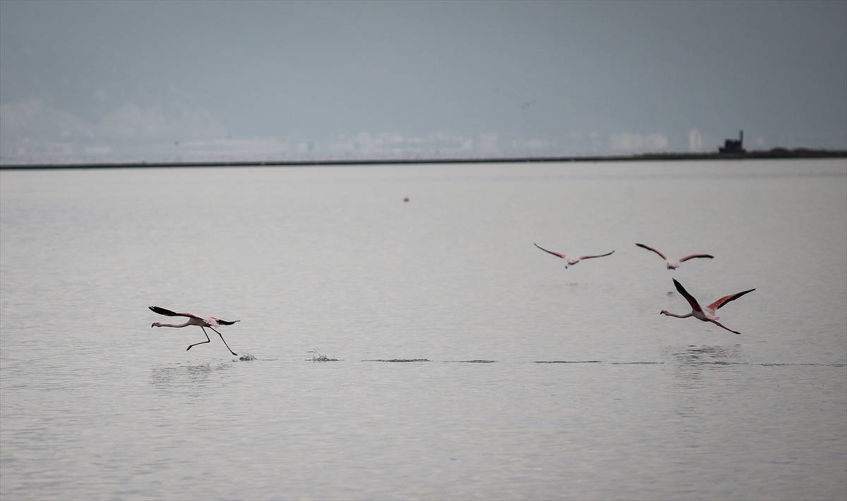 Hersek Kuş Cenneti flamingolarla bir başka güzel