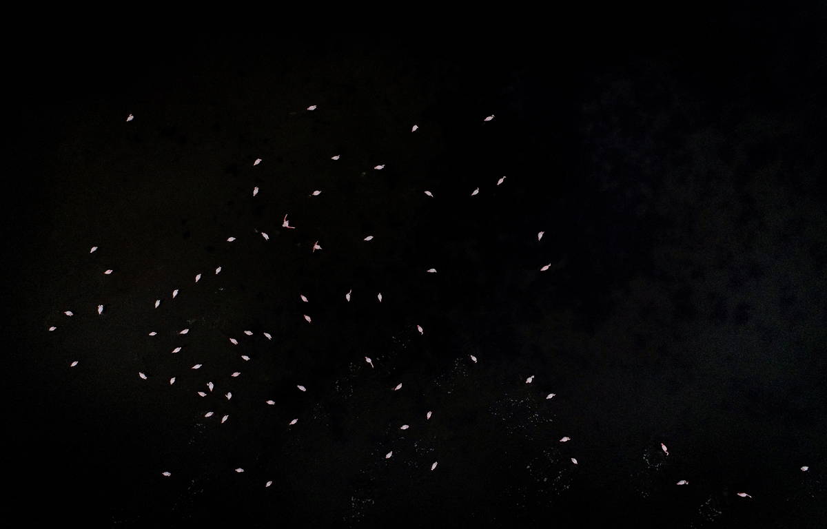 Hersek Kuş Cenneti flamingolarla bir başka güzel