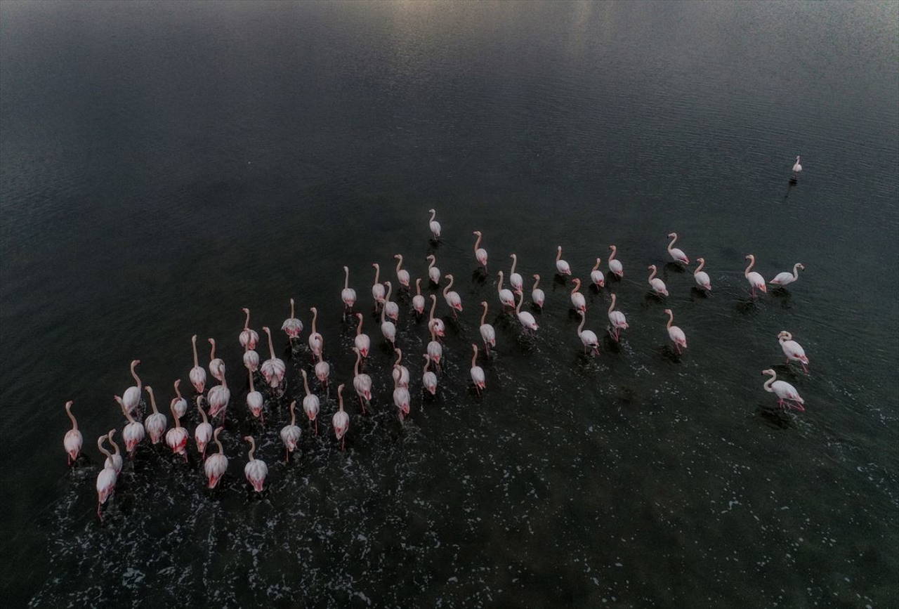 Hersek Kuş Cenneti flamingolarla bir başka güzel