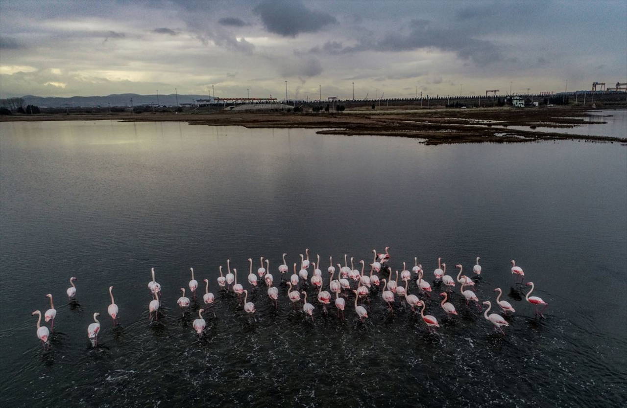 Hersek Kuş Cenneti flamingolarla bir başka güzel