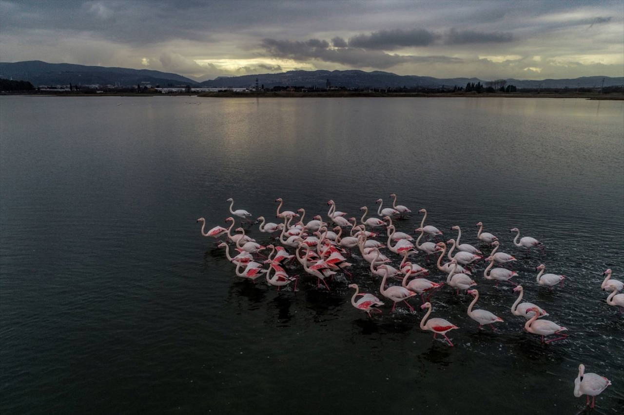 Hersek Kuş Cenneti flamingolarla bir başka güzel