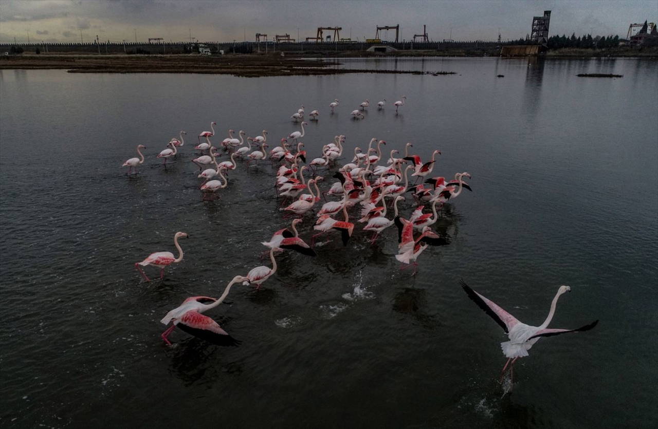 Hersek Kuş Cenneti flamingolarla bir başka güzel