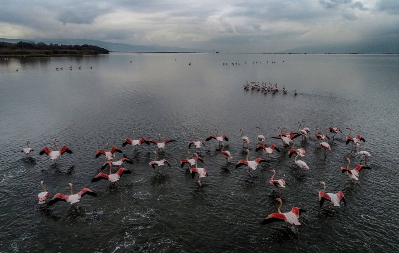 Hersek Kuş Cenneti flamingolarla bir başka güzel
