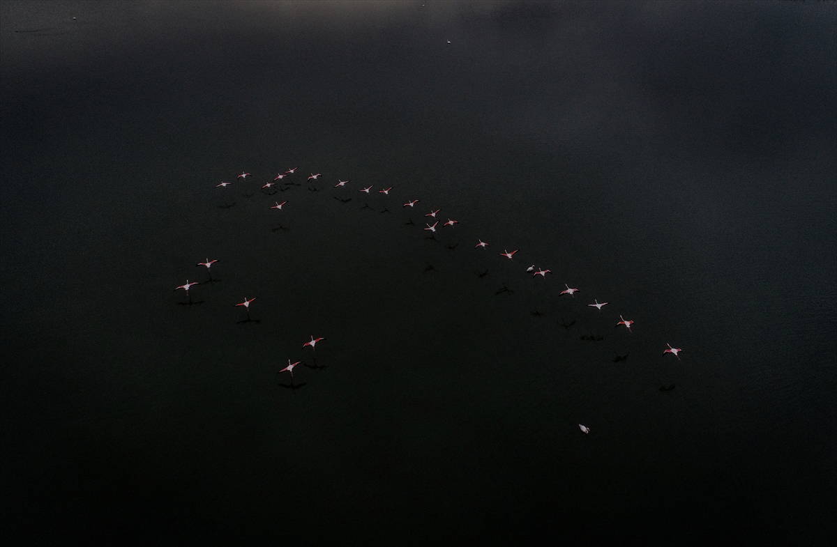 Hersek Kuş Cenneti flamingolarla bir başka güzel