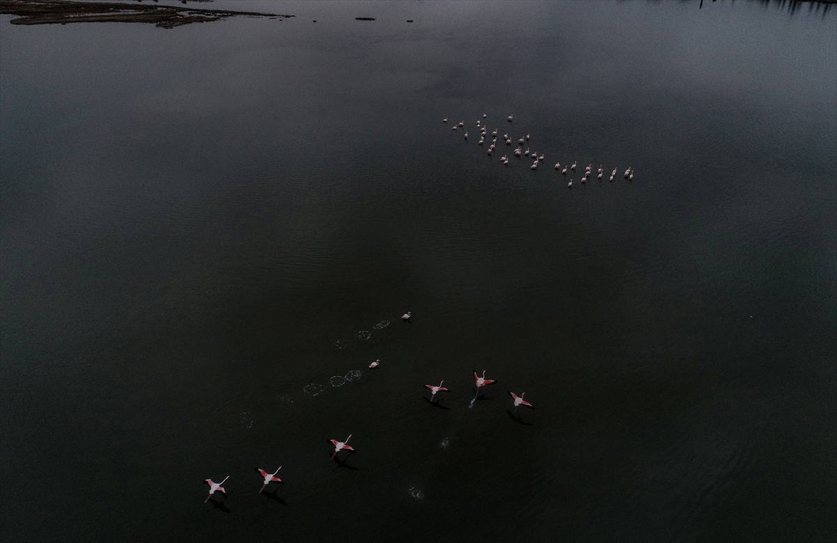 Hersek Kuş Cenneti flamingolarla bir başka güzel