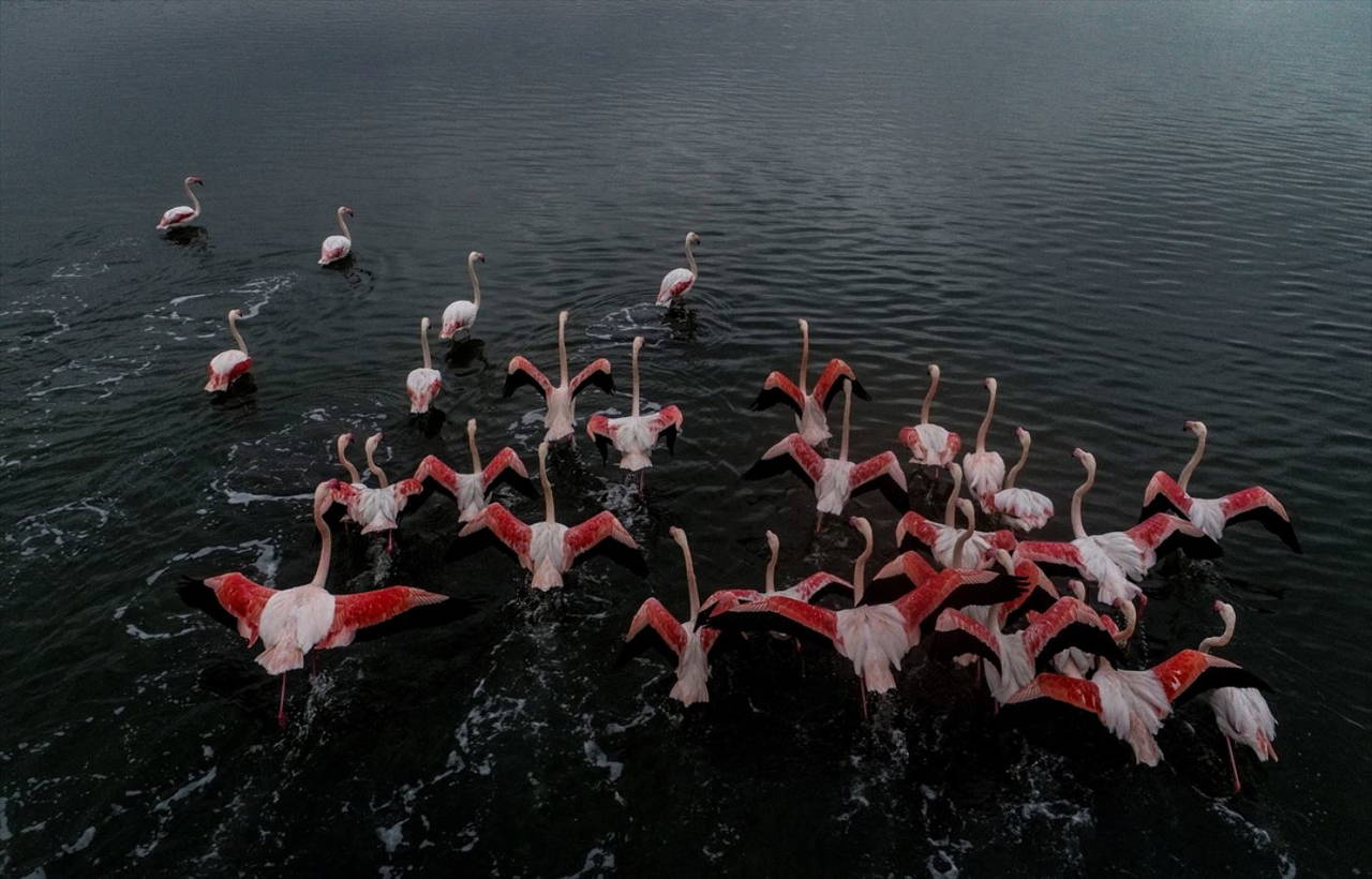 Hersek Kuş Cenneti flamingolarla bir başka güzel