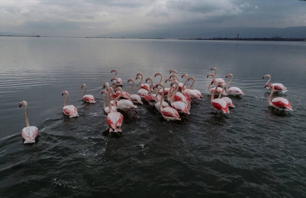 Hersek Kuş Cenneti flamingolarla bir başka güzel