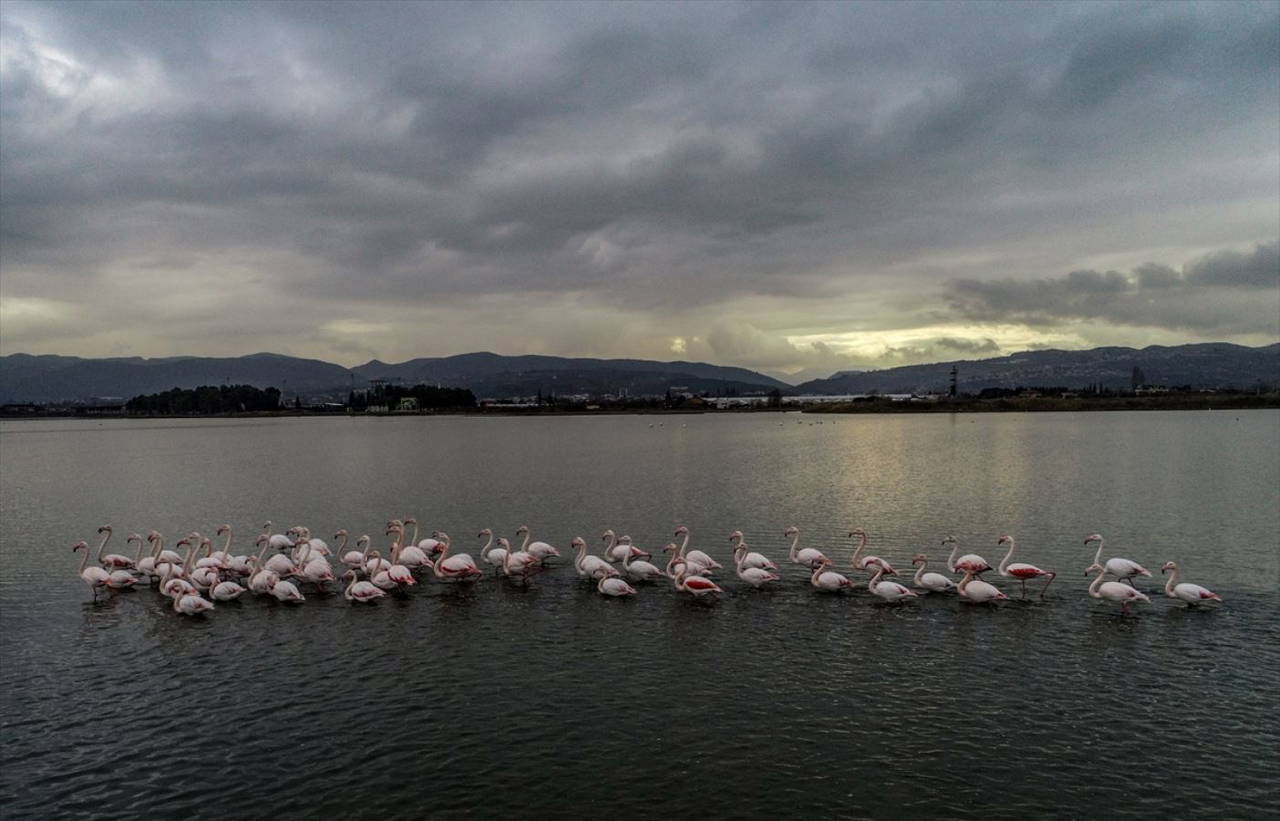 Hersek Kuş Cenneti flamingolarla bir başka güzel