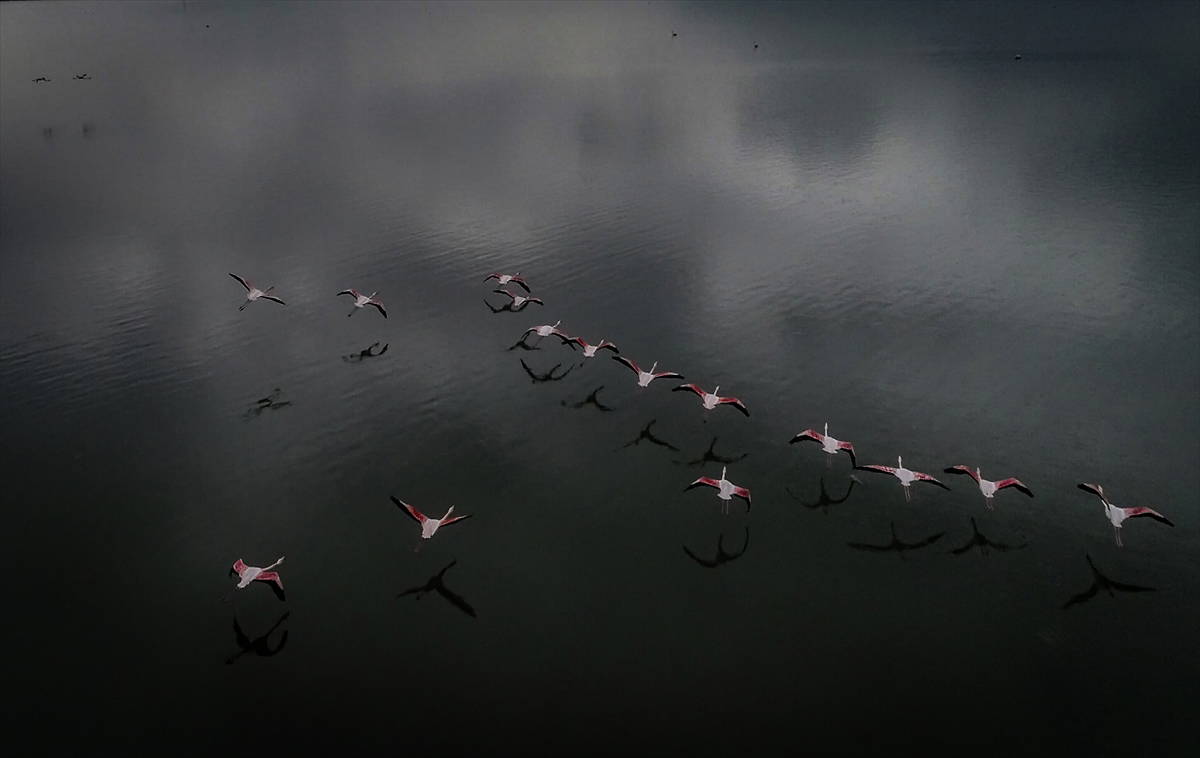 Hersek Kuş Cenneti flamingolarla bir başka güzel