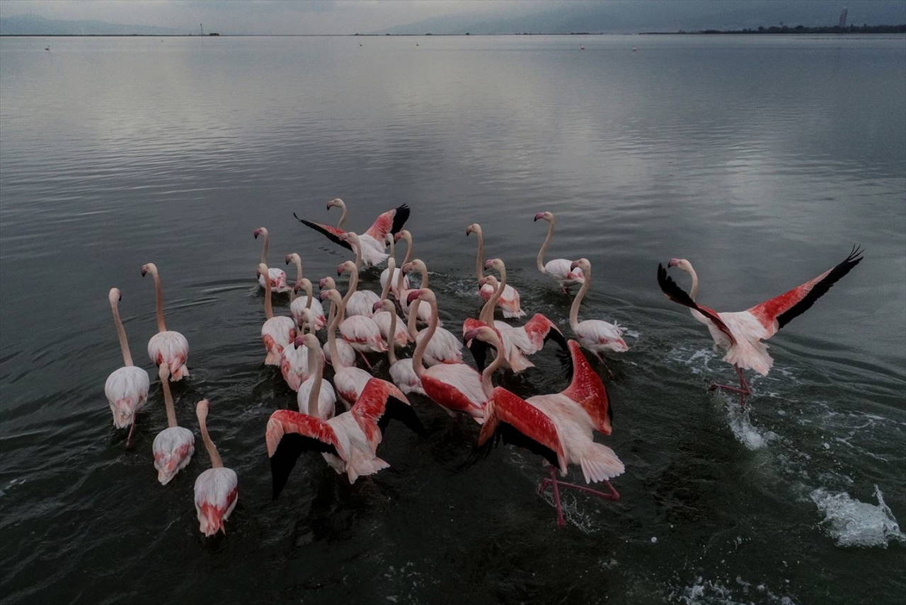 Hersek Kuş Cenneti flamingolarla bir başka güzel