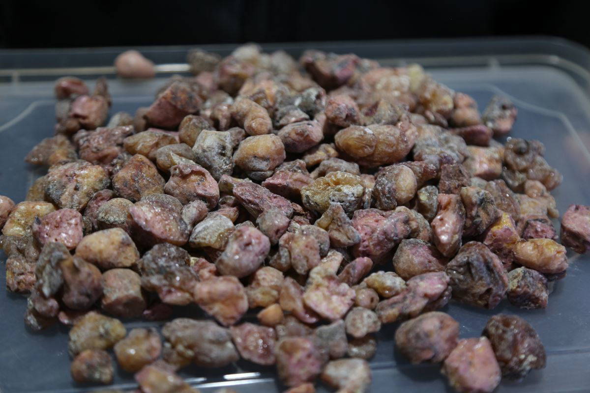 Çam sakızının kilosu 600 liradan satılıyor