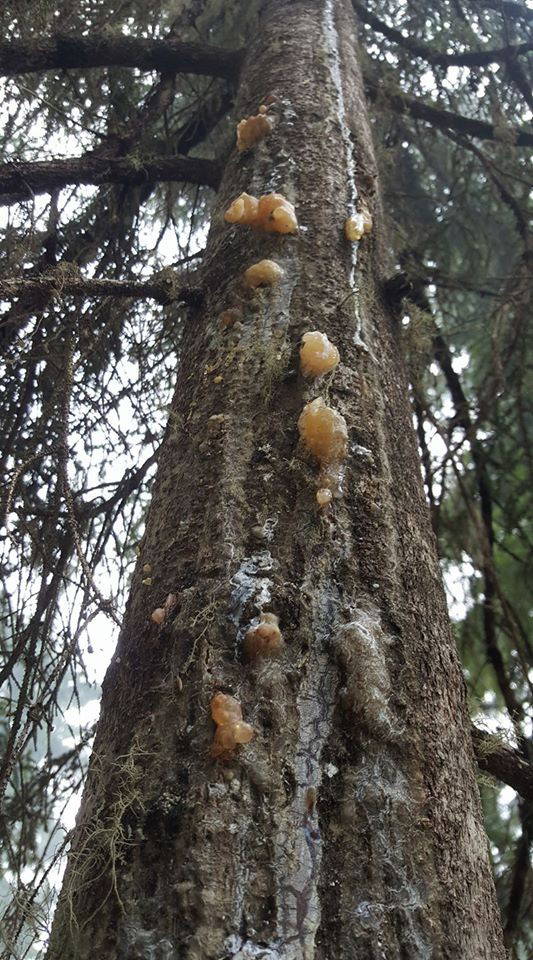 Çam sakızının kilosu 600 liradan satılıyor