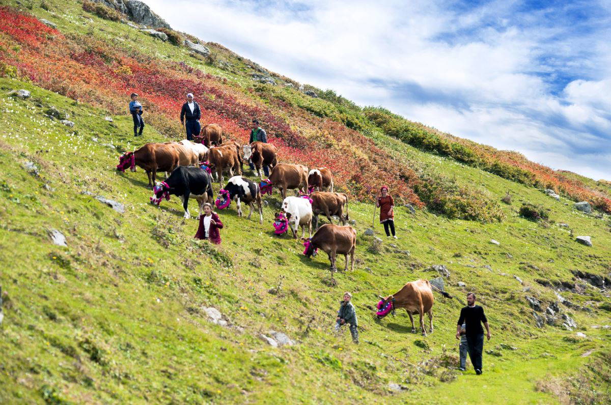 Karadeniz’de yaylacıların, renkli dönüş yolculuğu