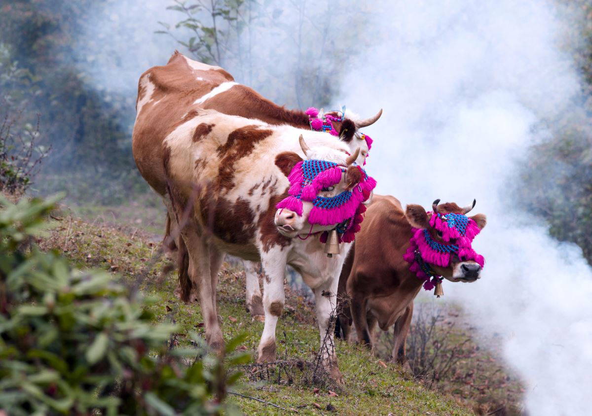 Karadeniz’de yaylacıların, renkli dönüş yolculuğu