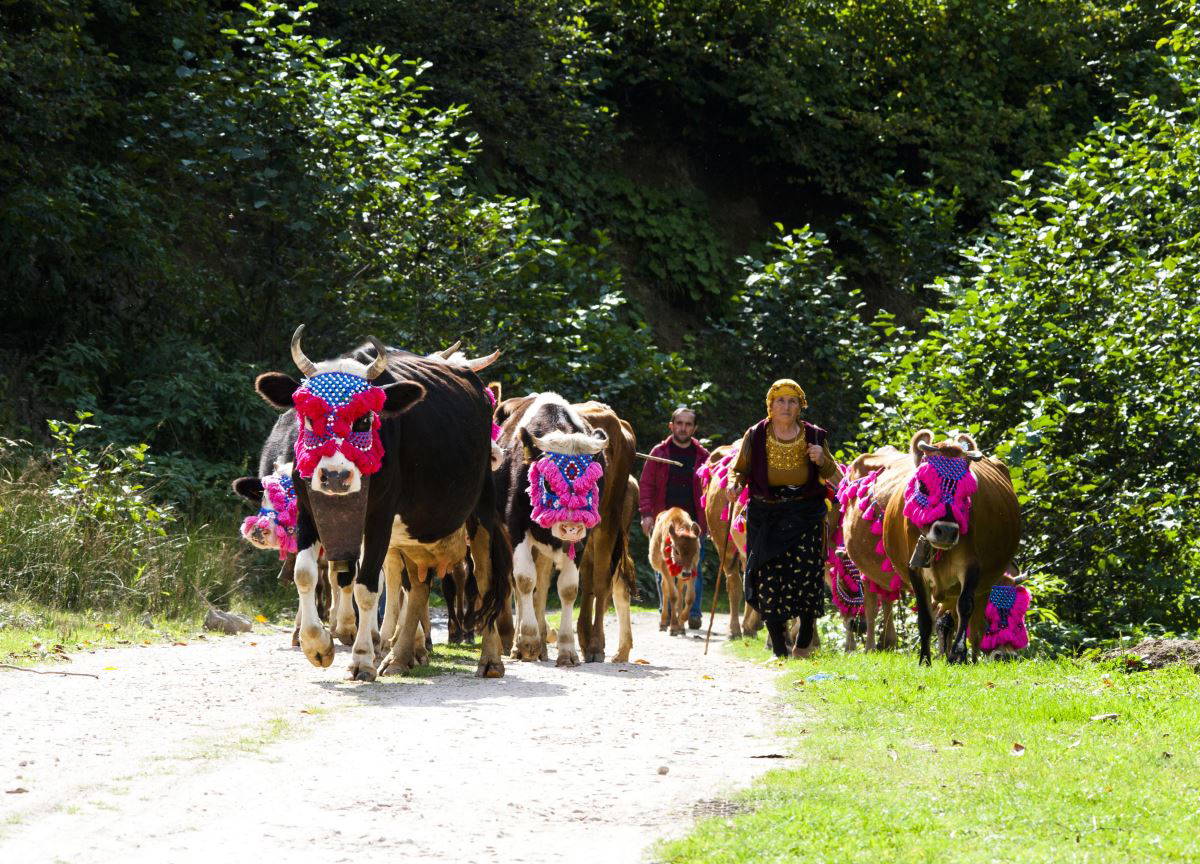 Karadeniz’de yaylacıların, renkli dönüş yolculuğu