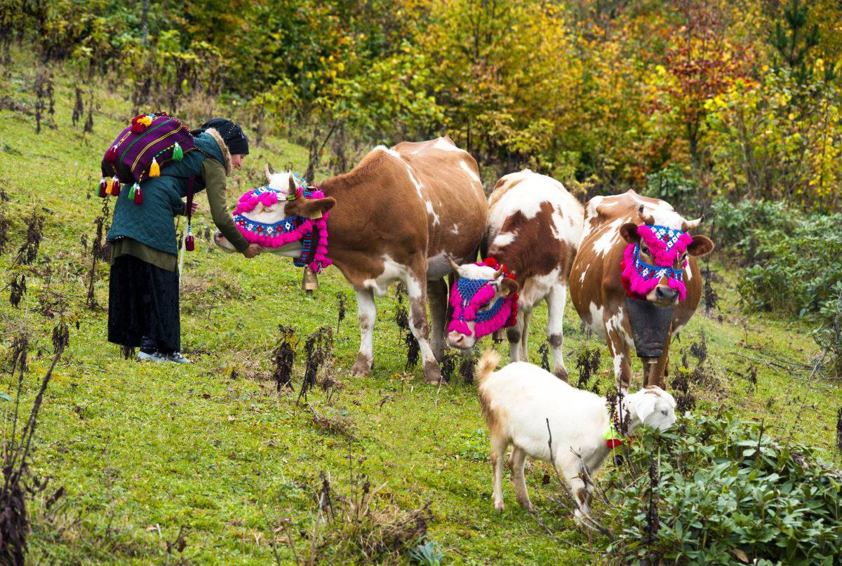 Karadeniz’de yaylacıların, renkli dönüş yolculuğu