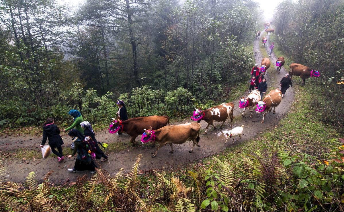 Karadeniz’de yaylacıların, renkli dönüş yolculuğu