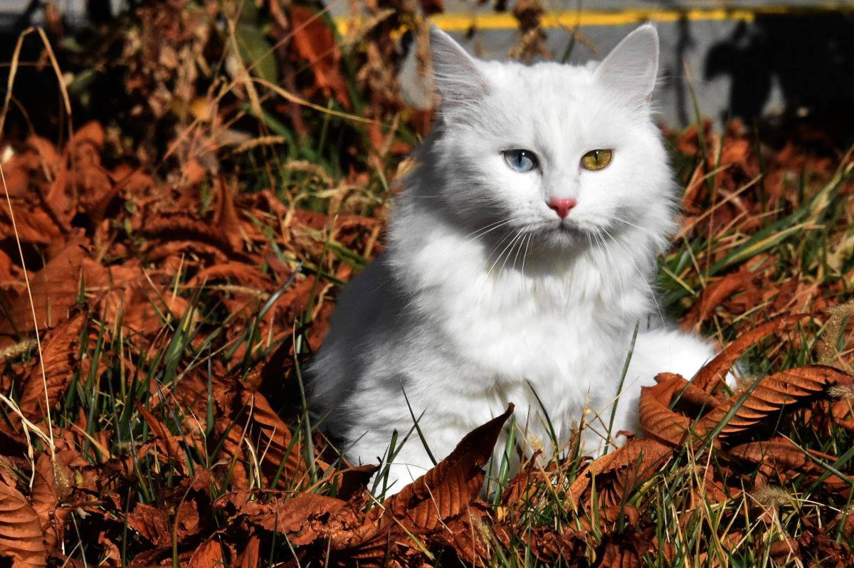 Van kedileri, sağlıklı bir nesil için düzenli olarak bu teste tabi tutuluyor