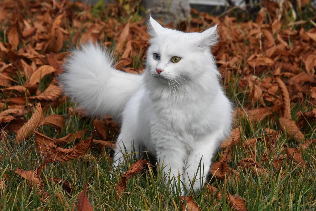 Van kedileri, sağlıklı bir nesil için düzenli olarak bu teste tabi tutuluyor