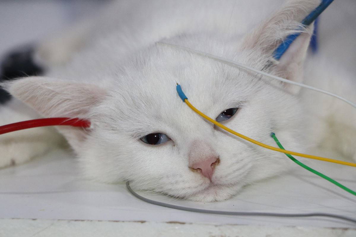 Van kedileri, sağlıklı bir nesil için düzenli olarak bu teste tabi tutuluyor
