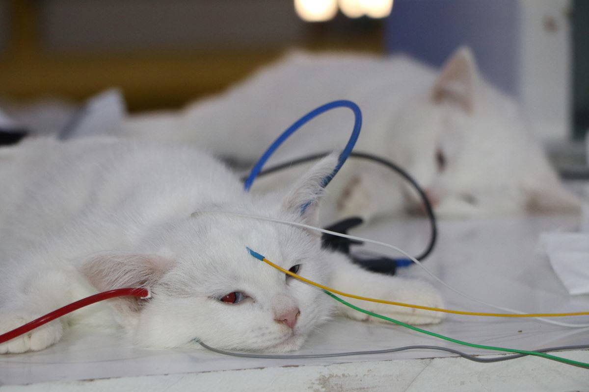 Van kedileri, sağlıklı bir nesil için düzenli olarak bu teste tabi tutuluyor