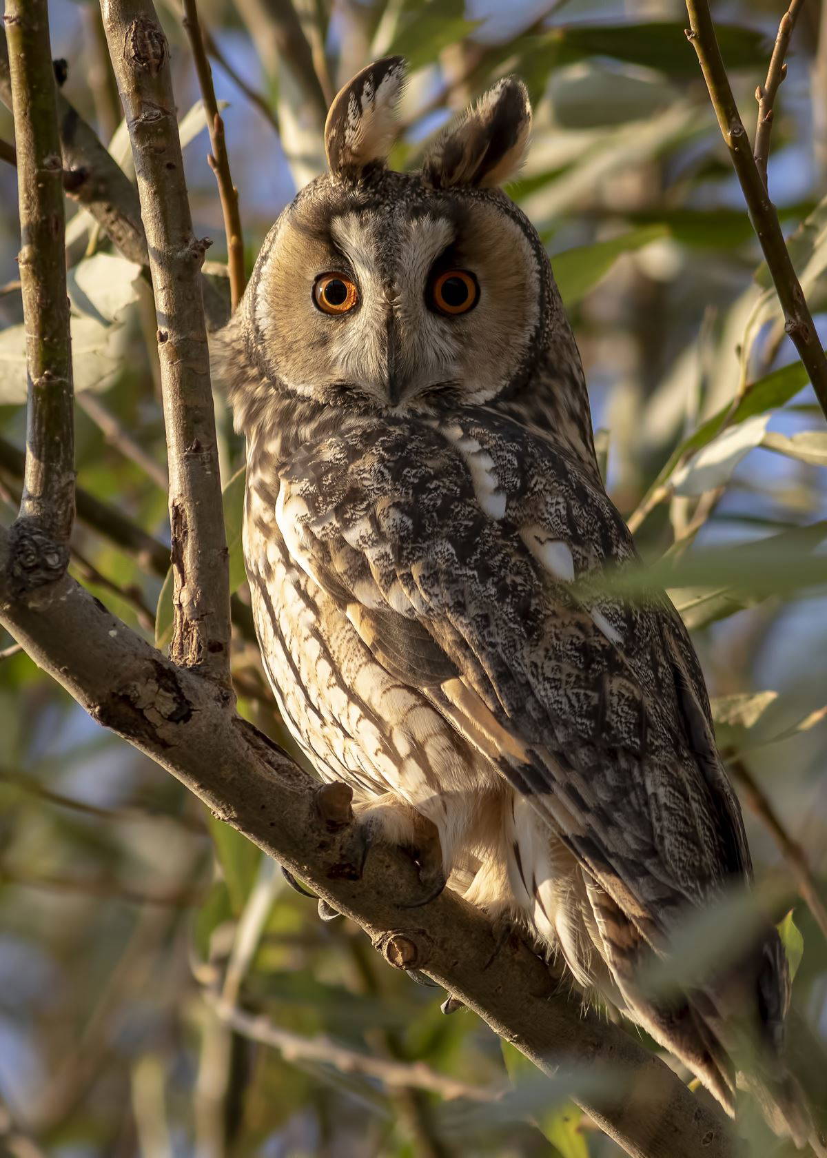 Kulaklı orman baykuşları: 4 yıl önce sayıları dörttü bugün iki yüz