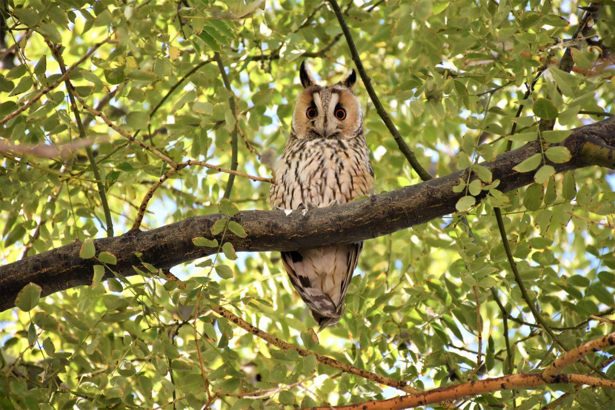 Kulaklı orman baykuşları: 4 yıl önce sayıları dörttü bugün iki yüz