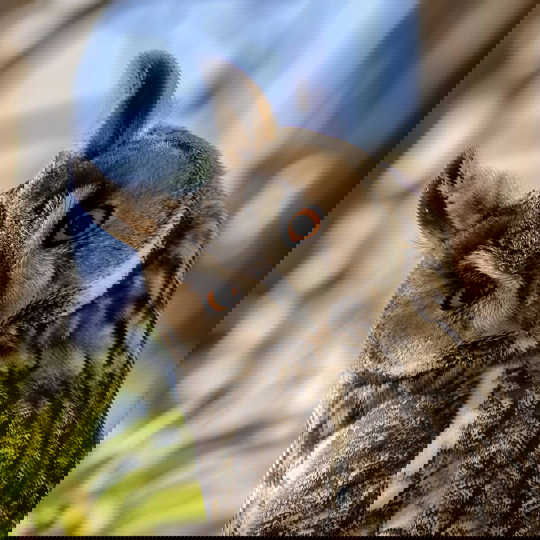 Kulaklı orman baykuşları: 4 yıl önce sayıları dörttü bugün iki yüz