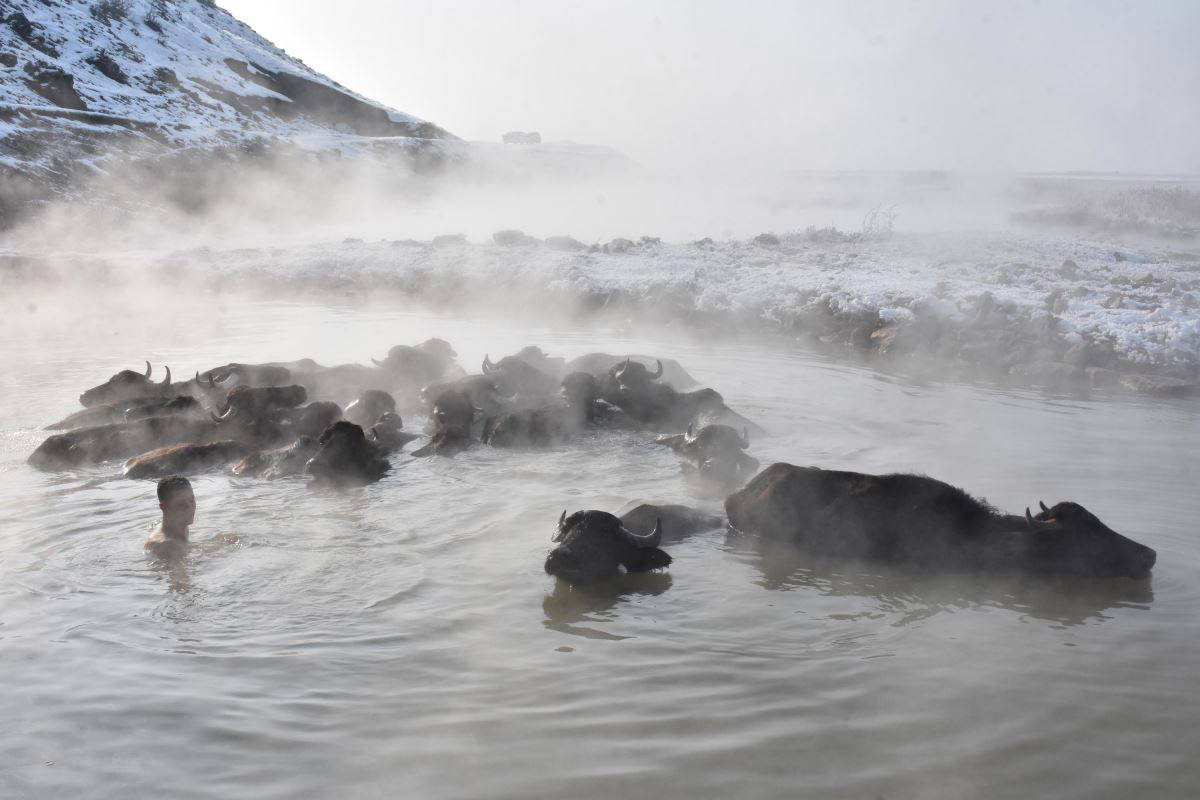 Mandalar eksi 20 derecede kaplıca keyfi yapıyor